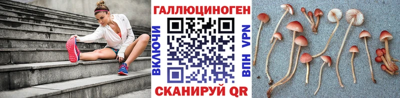 mega tor  Горно-Алтайск  Псилоцибиновые грибы ЛСД 